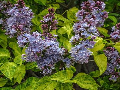 ceriņš AUCUBAEFOLIA_dekoratīvie stādi_siguldasdarznieks