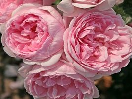 krūmu roze_CINDERELLA_angļu roze_siguldasdarznieks_rožu stādi