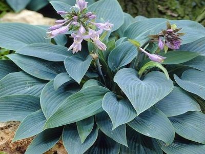 ​HOSTA „HALCYON”