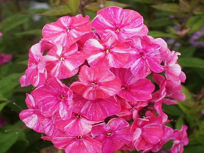 FLOKSIS SKARAINAIS / PHLOX PANICULATA “FRECKLES RED SHADOW” skarainie flokši, daudzgadīgi stādi, ziemciets 