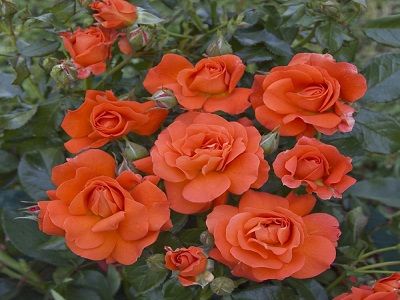 ​FLORIBUNDROZE MISS TANGO