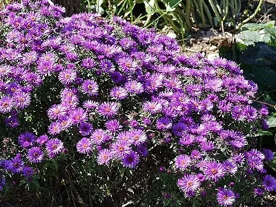 ZIEMASTERE JAUNBEĻĢIJAS / ASTER NOVI-BELGII    „PURPLE DOME”