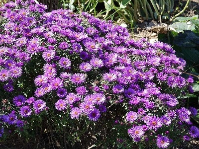 ZIEMASTERE JAUNBEĻĢIJAS / ASTER NOVI-BELGII    „PURPLE DOME”