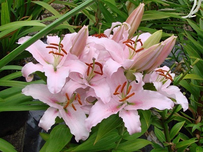 LILIJA ĀZIJAS / LILIUM AZ „SUNNY BONAIRE”