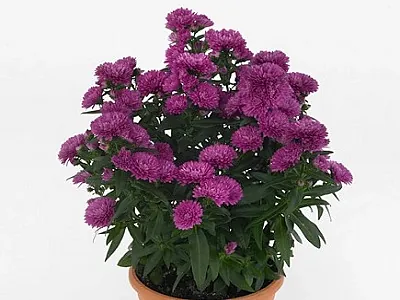 ZIEMASTERE JAUNBEĻĢIJAS   / ASTER NOVI-BELGII      „MYSTERY LADY SASHA”