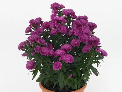 ZIEMASTERE JAUNBEĻĢIJAS   / ASTER NOVI-BELGII      „MYSTERY LADY SASHA”
