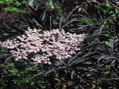 ​PŪŠKOKS MELNAIS / Sambucus nigra `BEAUJOLAIS`