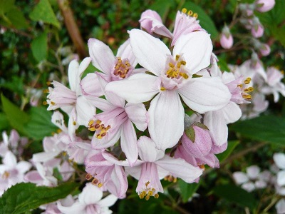 ​DEICIJA / Deutzia „MONT ROSE”