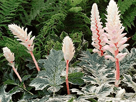 ACANTHUS „WHITEWATER”