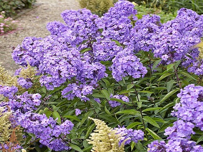 floksis skarainais Blue Paradise_phlox paniculata_siguldasdarznieks