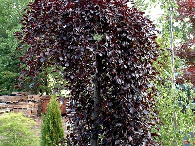 ​DIŽSKABĀRDIS PARASTAIS / Fagus sylvatica „PURPLE PENDULA”