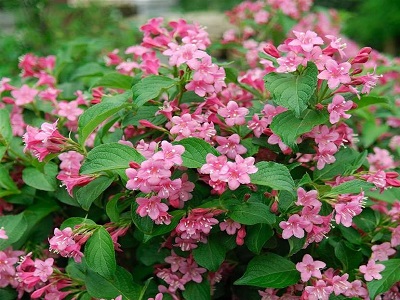 ​VEIGELA AGRĀ / Weigela praecox „STYRIACA”