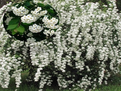 ​SPIREJA NIPONAS /SPIRAEA NIPPONICA „JUNE BRIDE”