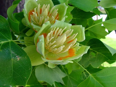 ​TULPJUKOKS / Liriodendron tulipifera