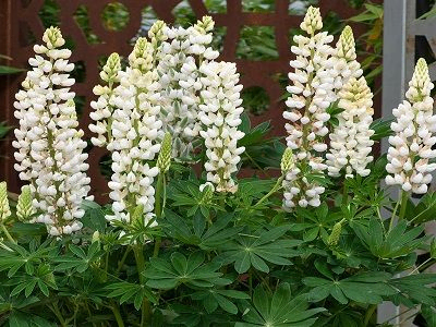 LUPĪNA DAUDZLAPU / LUPINUS POLYPHYLLUS „LEGENDARY WHITE SHADES”