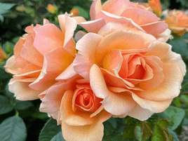 floribundroze_HANSESTADT ROSTOCK_siguldasdarznieks-rožu-stādi_roosa_rozes