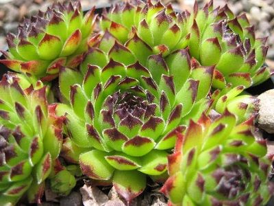 ​SAULRIETENIS / Sempervivum “REINHARD”