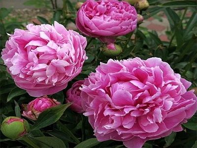 ​PEONIJA PIENZIEDU / PAEONIA LACTIFLORA „JACORMA”