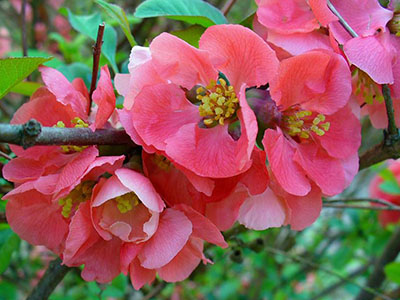  JAPĀNAS KRŪMCIDONIJA / CHAENOMELES SUPERBA ''PINK LADY"