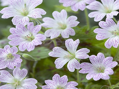 GANDRENE  OKSFORDAS / Geranium oxonianum                     „KATHERINE ADELE”