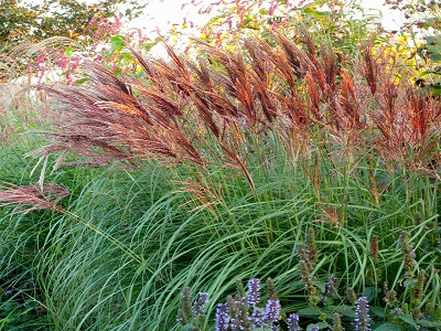 ​MISKANTE ĶĪNAS / MISCANTHUS SINENSIS „RED CHIEF”