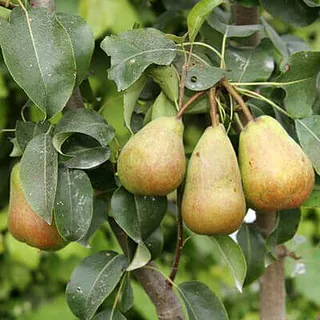 Bumbieres