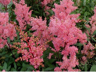 astilbe arendsa lollipops