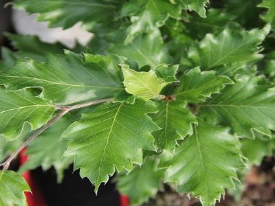 DIŽSKABĀRDIS PARASTAIS / Fagus sylvatica „ROHAN GREEN SENTRY”