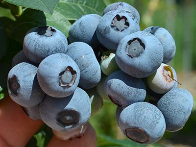 KRŪMMELLENE/VACCINIUM CORYMBOSUM "NELSON"