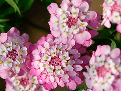IBĒRE HIBRĪDĀ „PINK ICE”