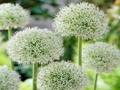 SĪPOLS ROZENBAHA / ALLIUM ROSENBACHIANUM „ALBUM”