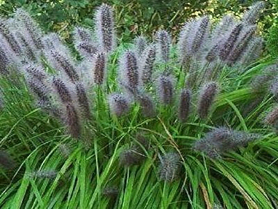 SPALVZĀLE LAPSASTU / PENNISETUM ALOPECUROIDES „MOUDRY”