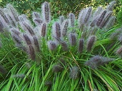 SPALVZĀLE LAPSASTU / PENNISETUM ALOPECUROIDES „MOUDRY”