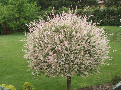 KĀRKLS GLUDMALU/SALIX INTEGRA "HAKURO NISHIKI"