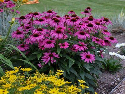 EHINĀCIJA PURPURA / ECHINACEA PURPUREA                           „PURPLE EMPEROR”