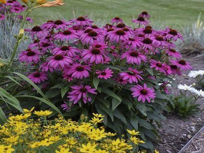 EHINĀCIJA PURPURA / ECHINACEA PURPUREA                           „PURPLE EMPEROR”