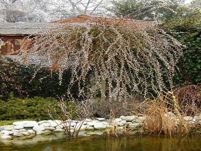 PŪPOLVĪTOLS - BLĪGZNA / SALIX CAPREA „CURLY LOCKS”