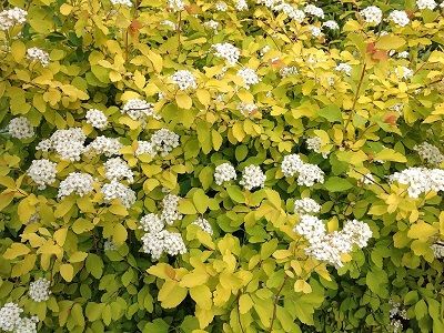 ​SPIREJA VANHUTA / Spiraea x vanhouttei “GOLD FOUNTAIN”