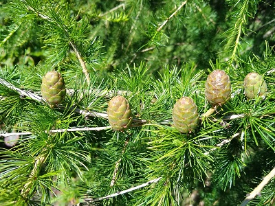 ​LAPEGLE EIROPAS / Larix decidua