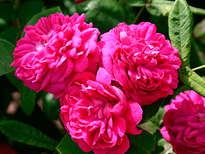 ROSE DE RESHT