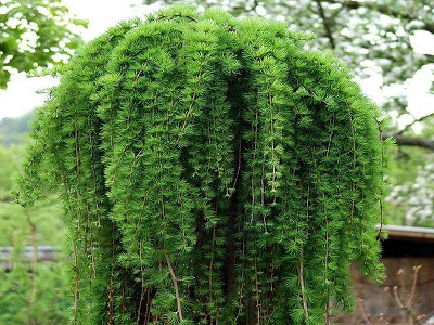 ​LAPEGLE JAPĀNAS / LARIX KAEMPFERI “STIFF WEEPING” nokarena lapegle