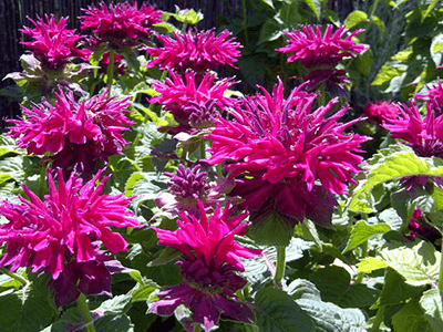 MONARDA DVĪŅZIEDU „FIREBALL”