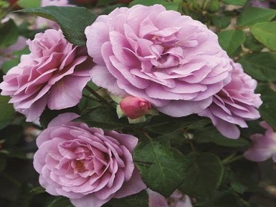 floribundrozr_​LADY PERFUME /JAGODA/_roosa_rozes_siguldasdarznieks_stādi_daudzgadīgi