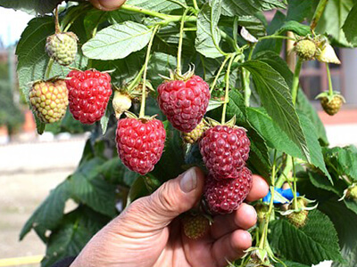 RUBUS IDAEUS "POLESIE"