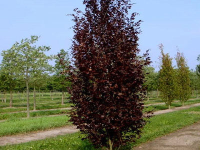 DIŽSKABĀRDIS PARASTAIS  PARASTAIS  / Fagus sylvatica „ANNY,S RED PILLAR”