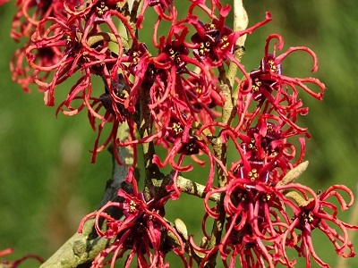 VIDĒJĀ BURVJULAZDA  / Hamamelis x intermedia “RUBIN”