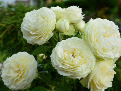 ​FLORIBUNDROZE LEMON ROKOKO