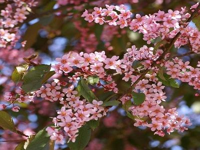 IEVA PARATĀ / Padus avium „ “COLORATA”