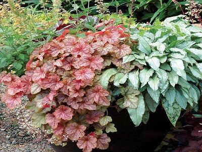 HEIHERELLA "COPPER CASCADE"