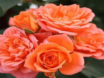 floribundroze_ni etta_miniatura roze